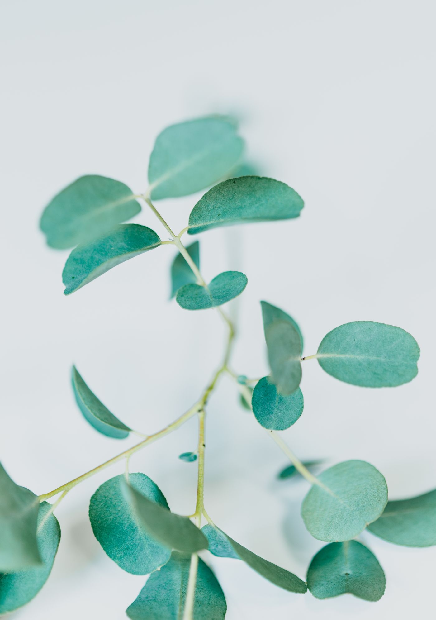 Fresh eucalyptus leaves